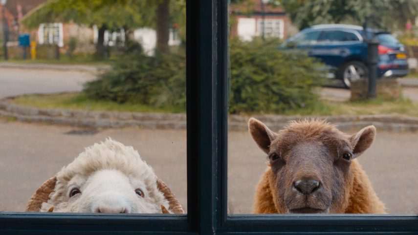 the sheep detectives