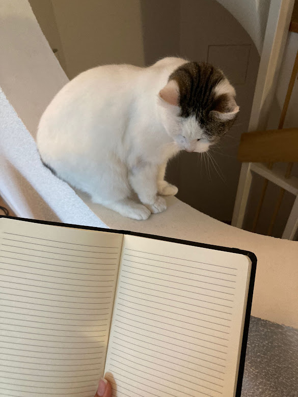 Open notebook near a white and brown cat