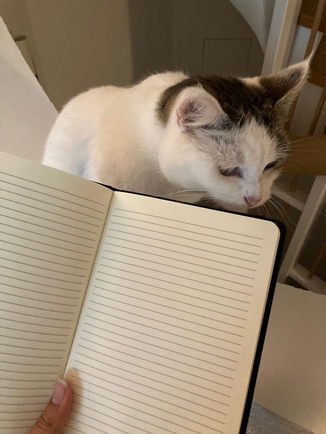 Open notebook near a white and brown cat